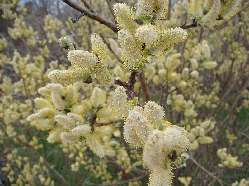 329 Memorial Day [2008 May 23].JPG - Scenes from Whitefish Point on Lake Superior in the Michigan Upper Peninsula.